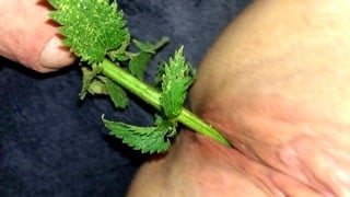 尿道荨麻性爱——BDSM女奴阴道内塞入荨麻