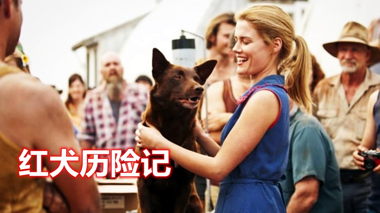 真实事件改编，一只穿越澳洲的流浪狗，一生都在寻找主人！