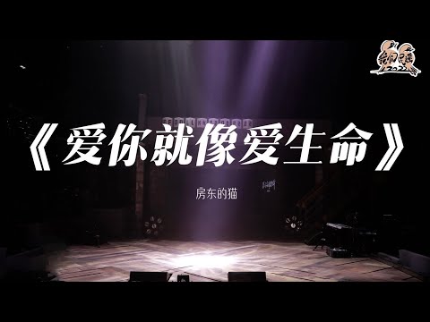 爱你就像爱生命-房东的猫