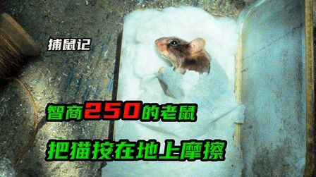 厨子刚继承千万古宅，就因一只老鼠变成穷光蛋，最终却因祸得福！