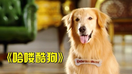富豪去世300亿遗产都留给了一只狗，亲儿子不服，却被狗整到怀疑人生！