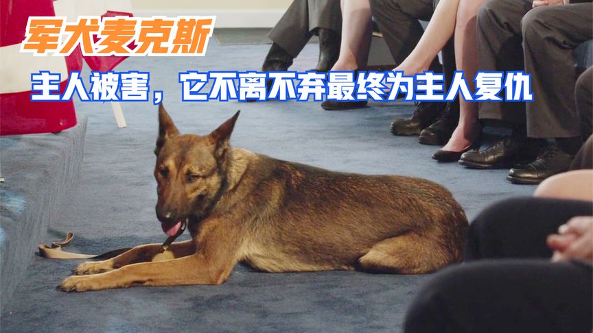 主人在战场被队友害死，军犬始终不离不弃，最后成功帮主人复仇