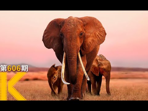 无数人打出满分的纪录片，笑着笑着就看哭了《大象女王》