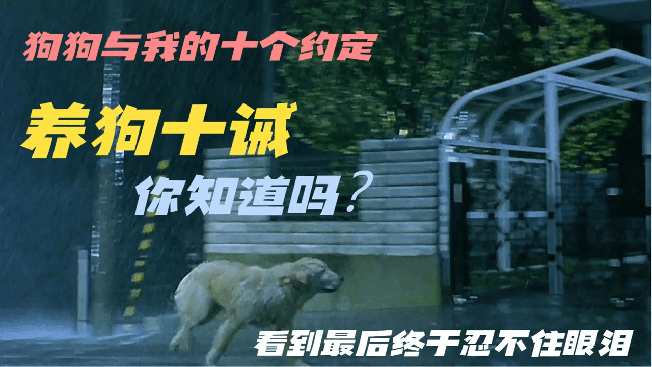 上帝觉得人类太脆弱孤独，于是把狗狗送给了人类，很久没看过这么感人的电影了
