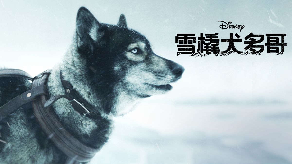 豆瓣8.8分，2019年最好的冒险电影，最后几分钟直接泪崩！