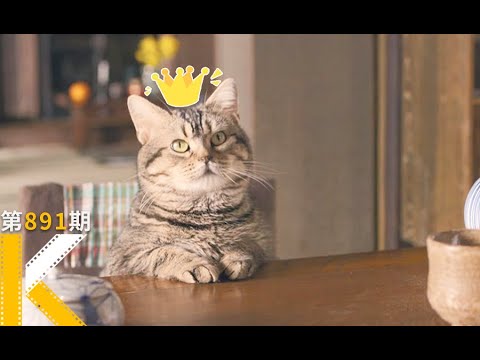 从大城市离职后，我去猫岛开了家咖啡厅《猫与爷爷》