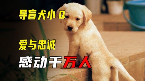 一部感动无数人的暖心电影，导盲犬和它主人平凡的一生，这部电影又把我看哭了