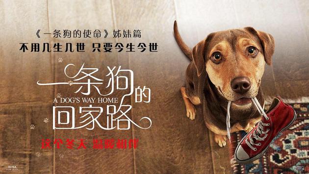 流浪狗救下了一只流浪猫，等它长大后才发现，竟然是一只美洲狮