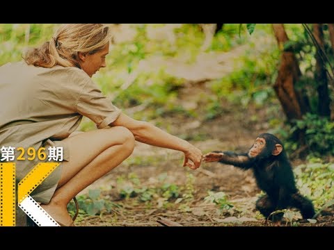 是什么将人和动物最终区别开来？国家地理获奖纪录片《珍》