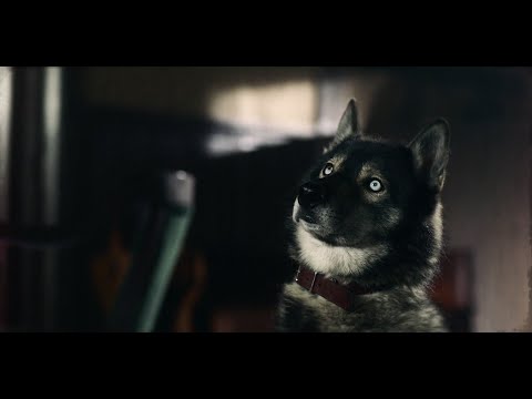 真实改编电影：被主人看不起的傻狗，竟然是一条领头犬，这才是最英勇的二哈《多哥》