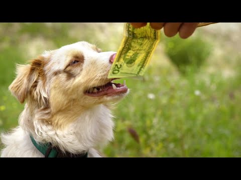 小狗只对金钱感兴趣，竟然抢了运钞车，小主人都惊呆了！《猎犬强盗》