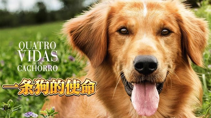 一条狗转世投胎后，依旧保留生前的记忆，历经千辛万苦终于找到原来的主人