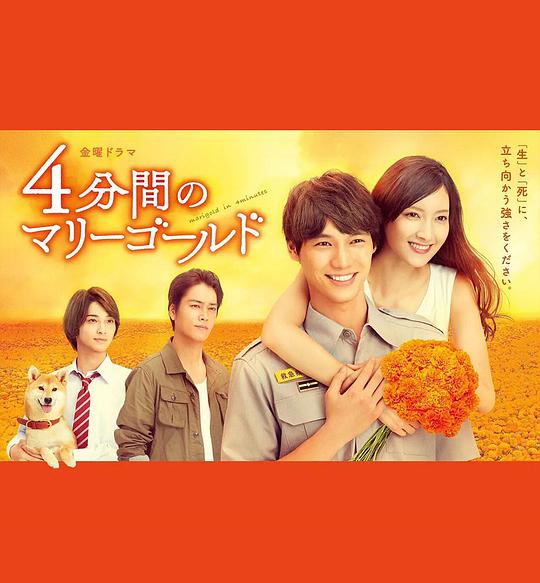 四分钟$_的金盏菊