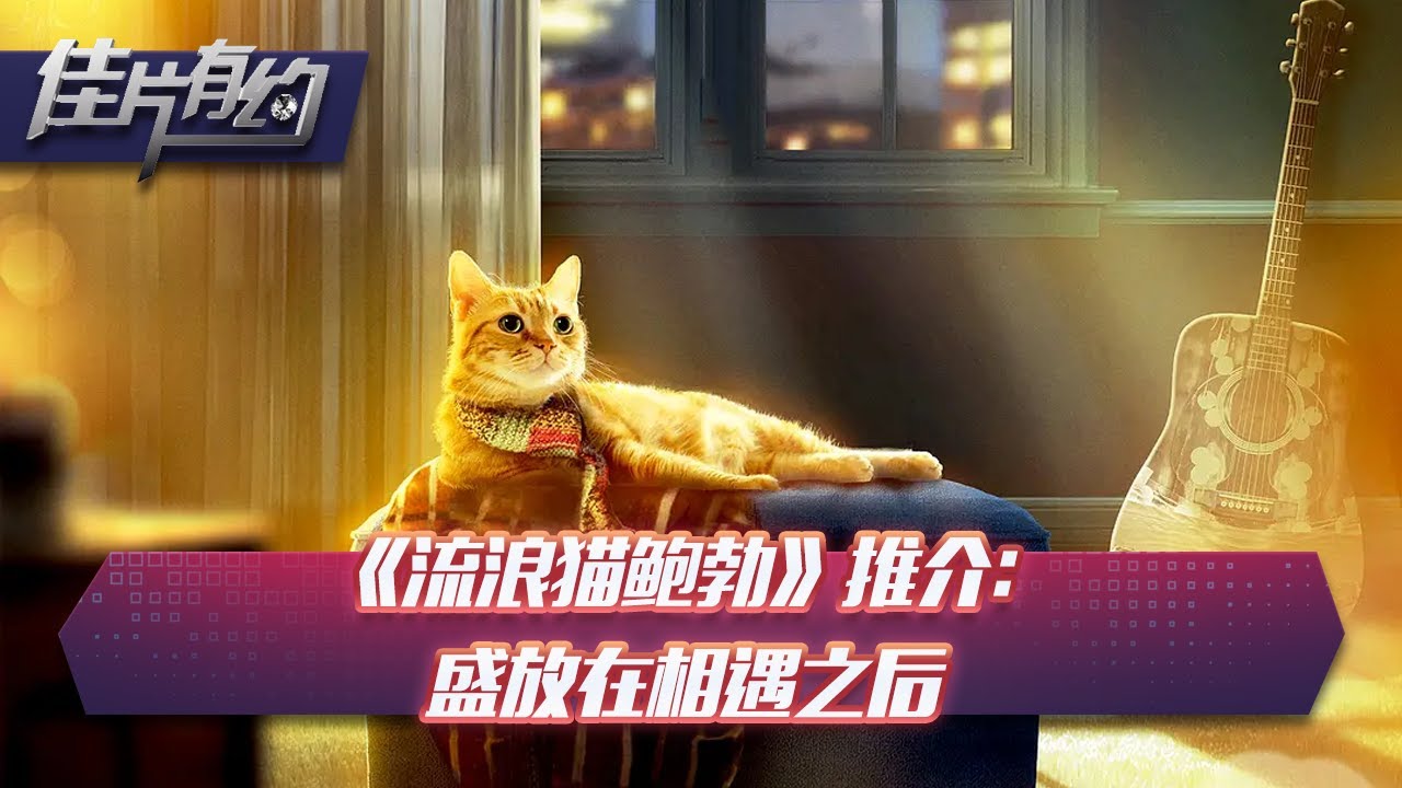 这只流量猫胆子很大，跟新认识的主人一起到大街上，卖唱赚钱成网红
