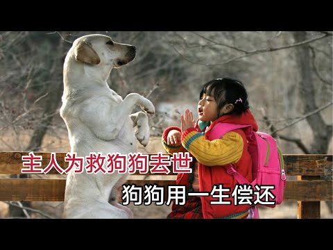 主人为救狗狗意外离世，狗狗用一生偿还，从头哭到尾的电影《人狗奇缘》