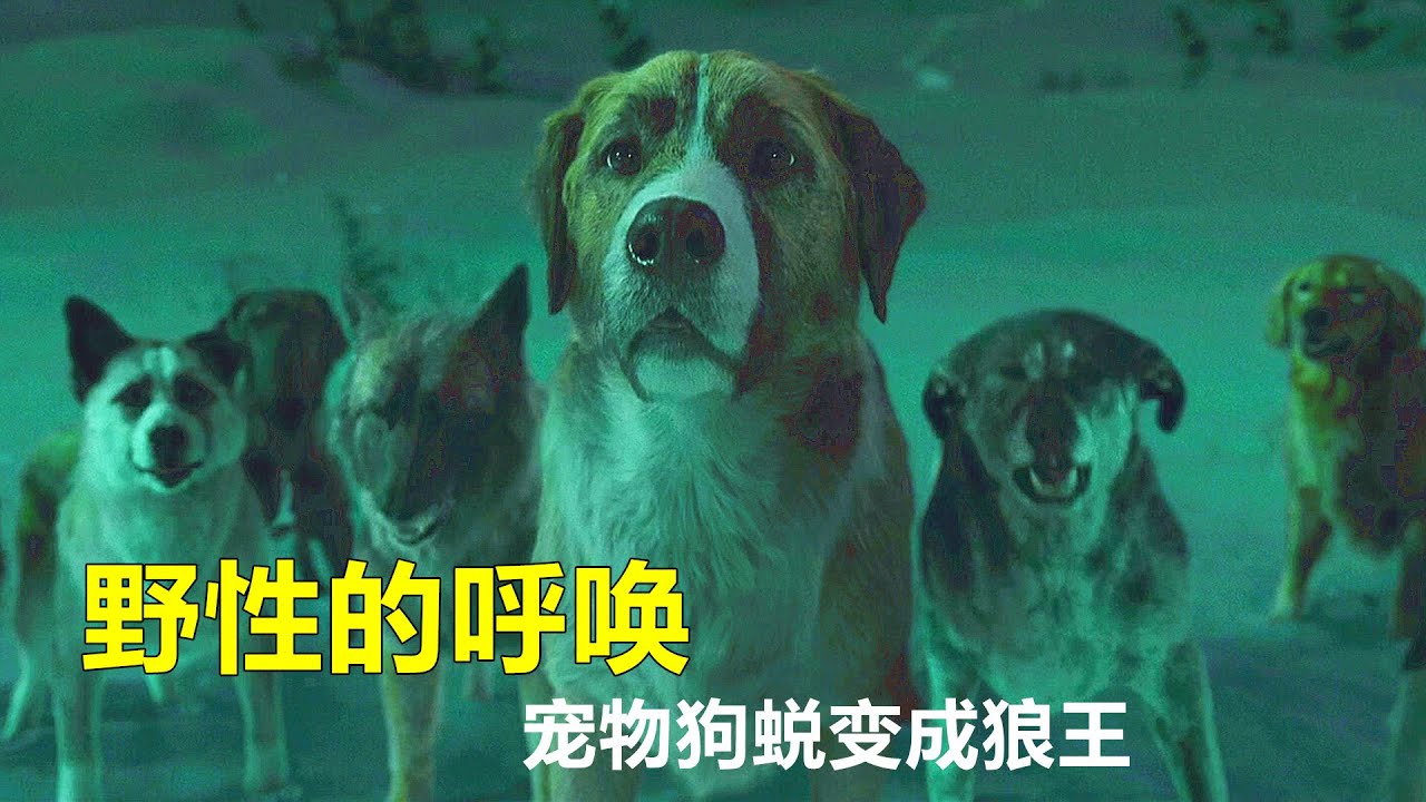 宠物狗被拐卖，误入原始丛林后却成为狼王，连棕熊都被它吓退