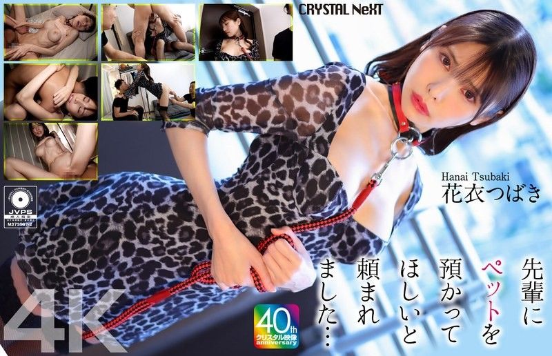 [4K] 学长拜託我照顾他的宠物…花衣椿 CRNX-254
