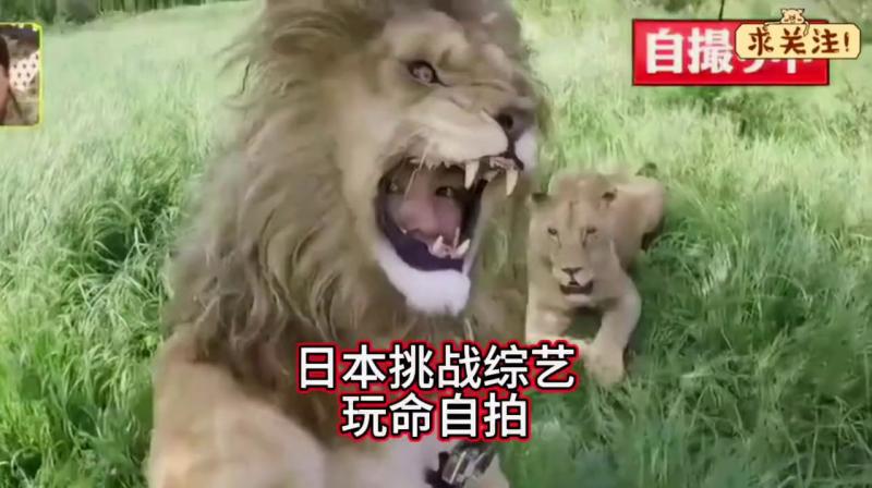 搞笑日本整蛊综艺，玩命挑战和狮子合拍，这是真拼啊