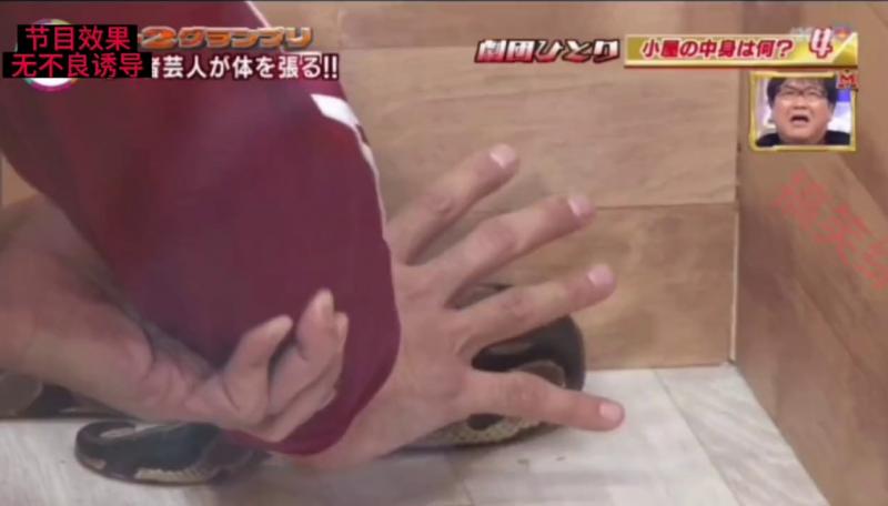 爆笑整蛊 盲盒猜物里面竟然有蟒？？？