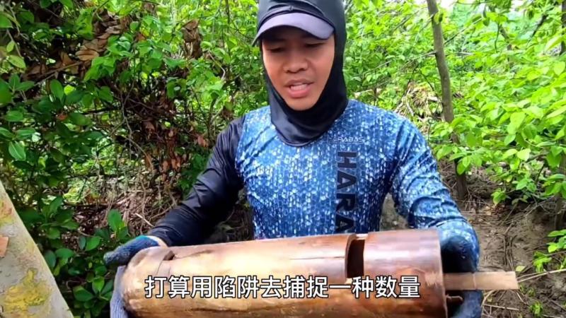 在红树林里捕捉泥龙虾，口感和味道比罗氏虾更加鲜美