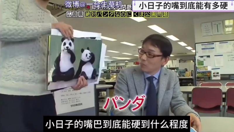 日本搞笑综艺，小日子的嘴巴到底有多硬，非要说是熊猫