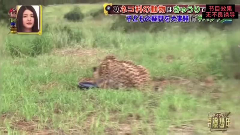 日本综艺 调戏猎豹#日本综艺整蛊奇葩搞笑