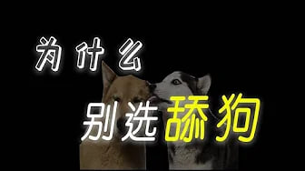 【舔狗】为什么不能找舔狗做男友，舔狗的故事