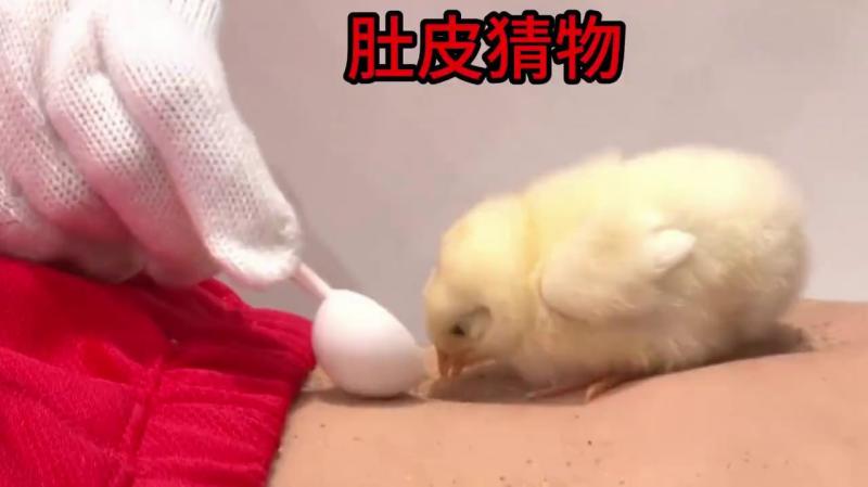 爆笑整蛊，肚皮猜物