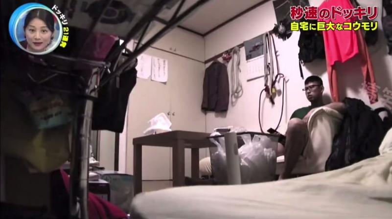 家里突然冒出一只巨大的蝙蝠 这时你会有什么反应呢？