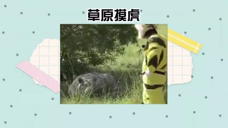 这节目组也太会玩了吧，安排艺人去摸老虎屁股。#综艺名场面