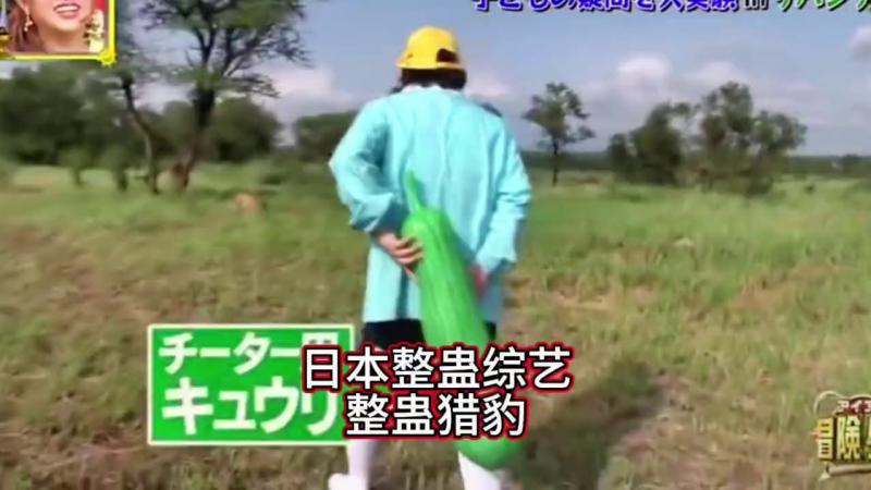日本整蛊综艺，在猎豹身后放一根超大号黄瓜它会被吓到吗