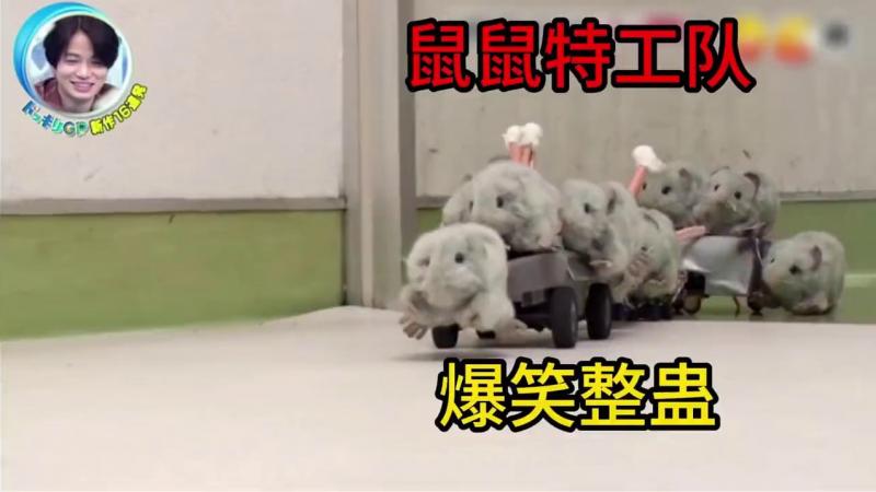 爆笑整蛊，鼠鼠特工队